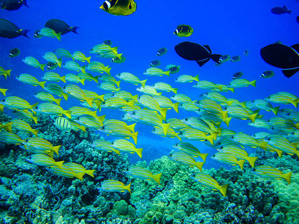 istock yellow snappers on a reef in Hawaii 621395382