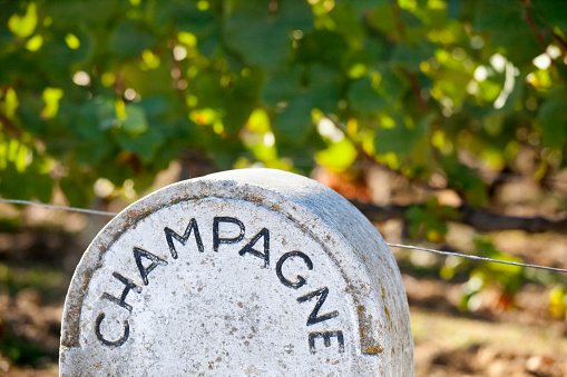Vineyards that belong to champagne producers throughout the Champagne region of France are identified with stone markers according to the producer and grower of the three champagne grapes