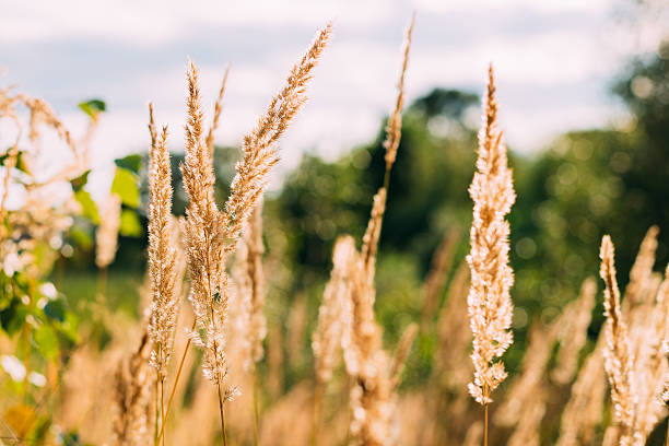istock Beautiful Stem Dry Grass In Sunset Sunlight. Autumn 621396390
