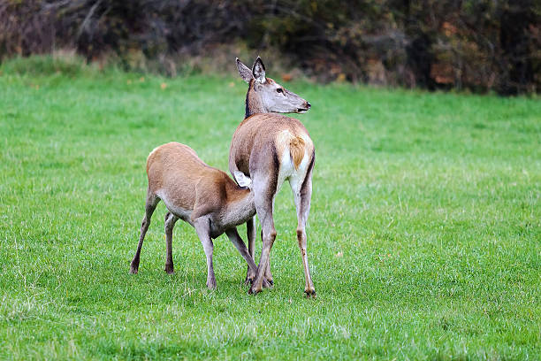 istock Female deer suckling puppy 621396496