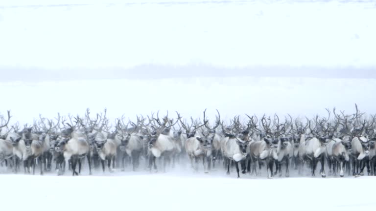 Roaming Northern Caribou