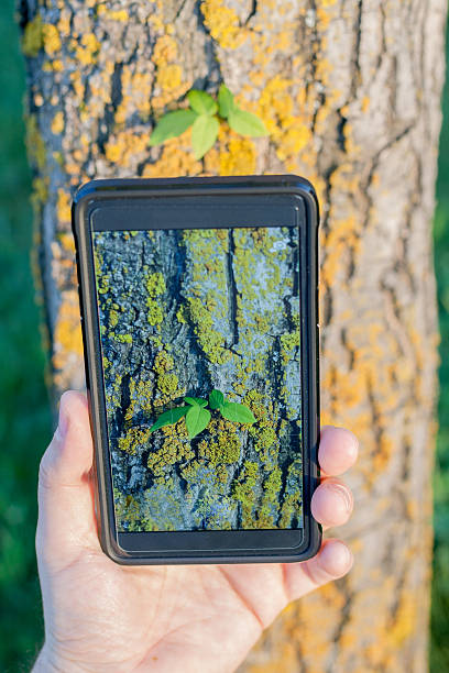 istock take photo algae on the bark of a tree 621461282