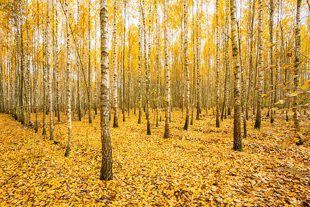 istock Birch Trees In Autumn Woods Forest. Yellow Foliage. Russian Fore 621461636