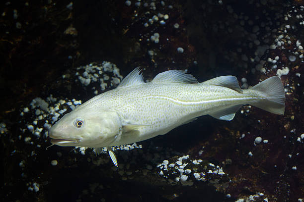 Cod Fish Labrador 490+ Labrador Sea Stock Photos, Pictures & Royalty-Free Images - iStock