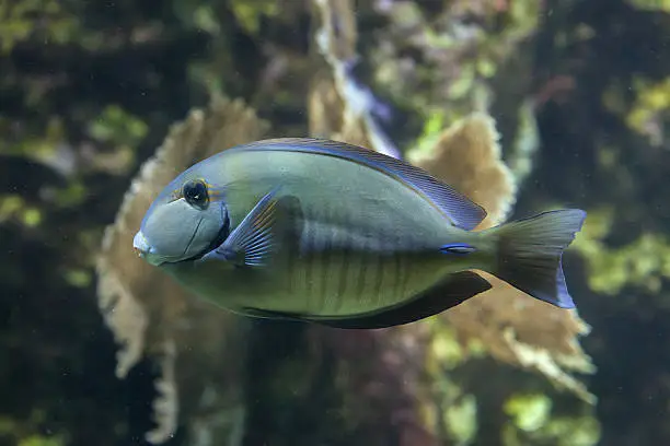 Doctorfish (Acanthurus chirurgus), also known as the doctorfish tang.