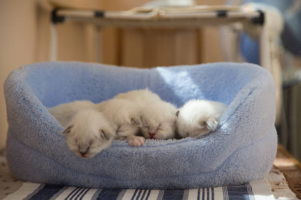 istock Sacred Birman kitten in the studio, purebred kittens isolated background 621462220