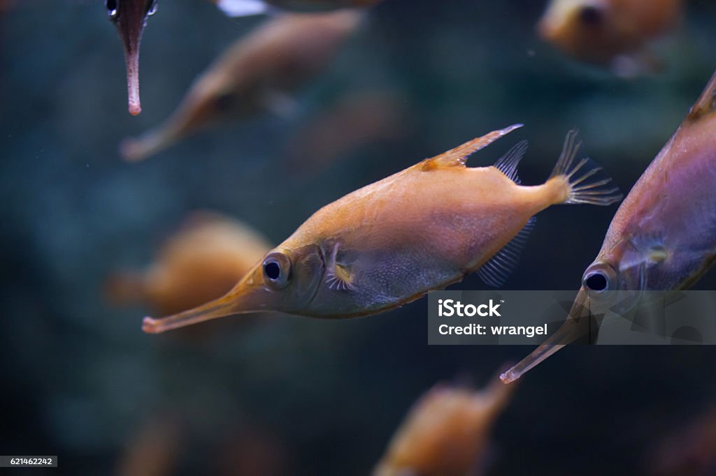 Longspine snipefish (Macroramphosus scolopax) Longspine snipefish (Macroramphosus scolopax), also known as the bellowfish or trumpetfish. Snipefish Stock Photo