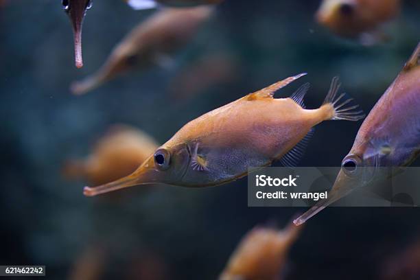 Longspine Snipefish Stock Photo - Download Image Now - Snipefish, Animal, Animal Themes