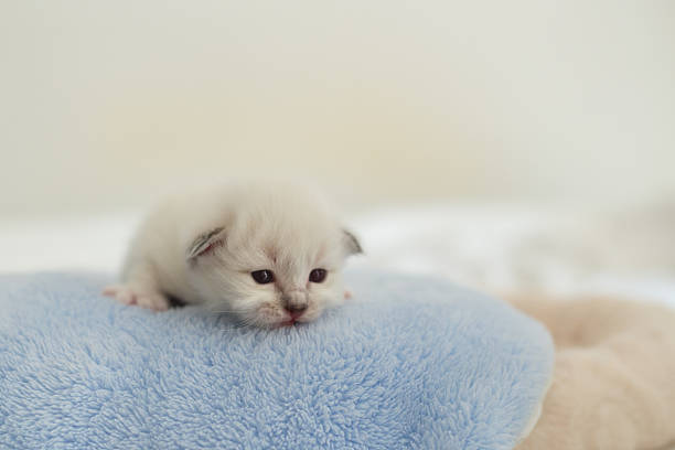 istock Sacred Birman kitten in the studio, purebred kittens isolated background 621462694