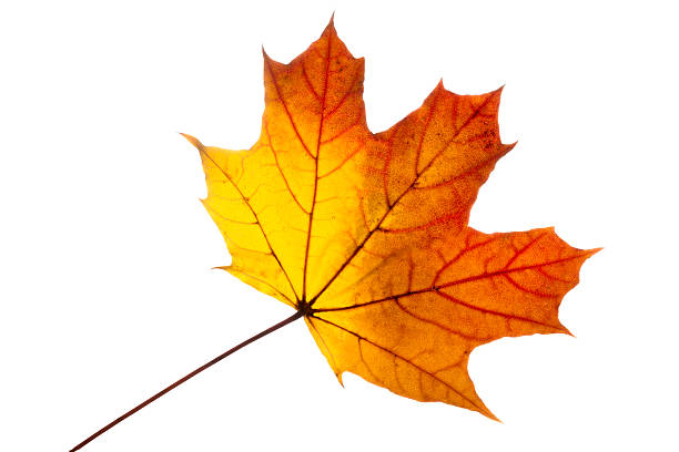 istock Maple leaf with autumn colors, isolated on white 621462776