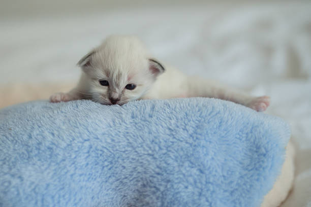 istock Sacred Birman kitten in the studio, purebred kittens isolated background 621462836