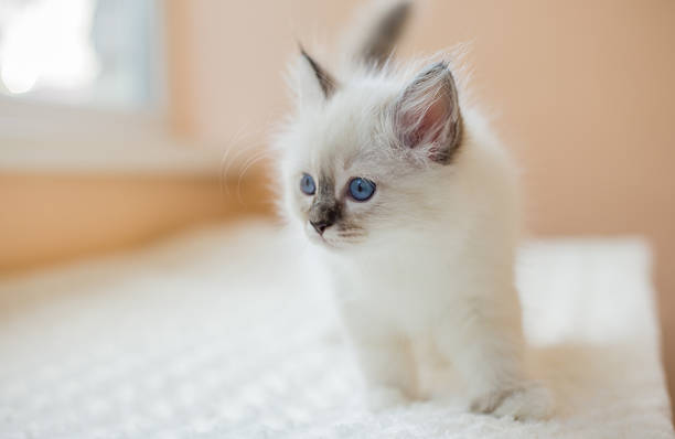 istock Sacred Birman kitten in the studio, purebred kittens isolated background 621464254