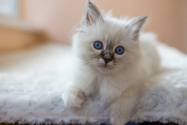 istock Sacred Birman kitten in the studio, purebred kittens isolated background 621464320