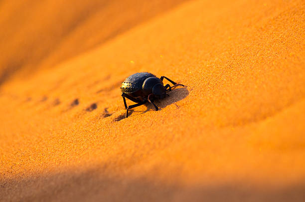 Scarabeus on the desert Scarabeus and his footprints on the desert Sand Beetle stock pictures, royalty-free photos & images
