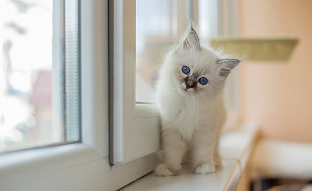 istock Sacred Birman kitten in the studio, purebred kittens isolated background 621464438