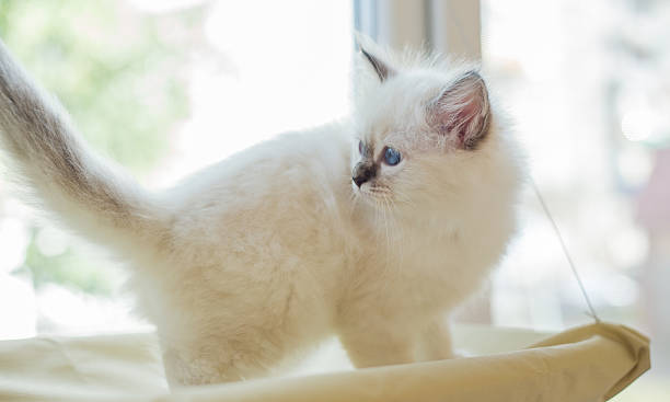 istock Sacred Birman kitten in the studio, purebred kittens isolated background 621464448