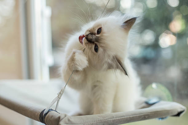 istock Sacred Birman kitten in the studio, purebred kittens isolated background 621464490
