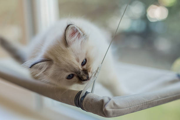 istock Sacred Birman kitten in the studio, purebred kittens isolated background 621464536
