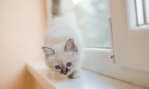 istock Sacred Birman kitten in the studio, purebred kittens isolated background 621464558