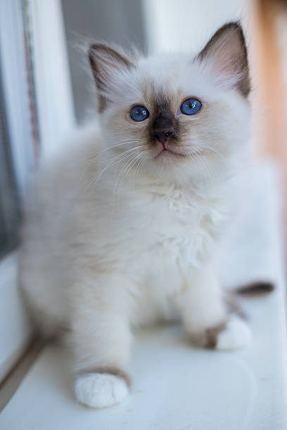 istock Sacred Birman kitten in the studio, purebred kittens isolated background 621464916