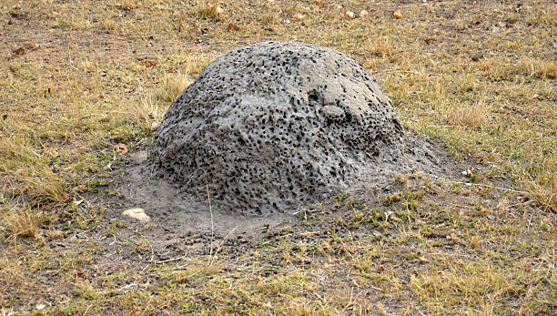 Termite nest in South Africa National Park Termite nest in South Africa National Park colony territory photos stock pictures, royalty-free photos & images