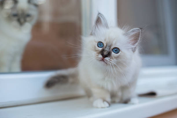 istock Sacred Birman kitten in the studio, purebred kittens isolated background 621465054