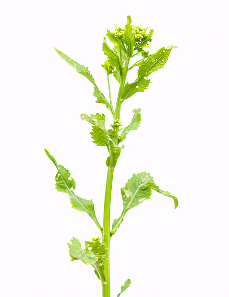 istock flowers of horseradish 621465426