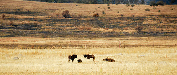 african or cape buffalo bull (syncerus caffer), south africa - cape buffalo african buffalo brown wildlife imagens e fotografias de stock