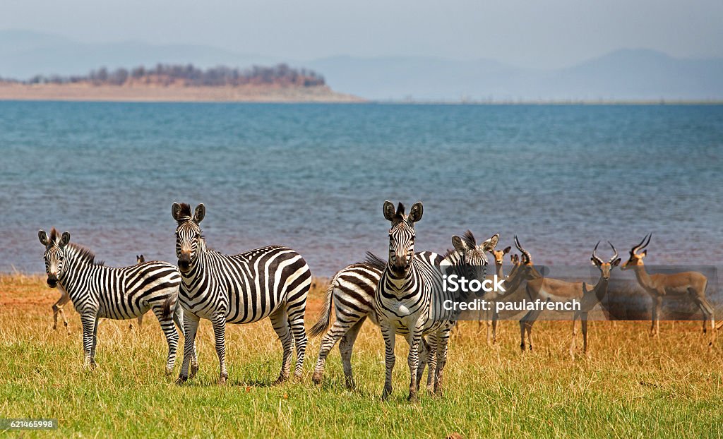 Herd of Zebra and Impala next to Lake Kariba Burchell Zebra and impala on the shoreline of Lake Kariba in Zimbabwe Lake Kariba Stock Photo
