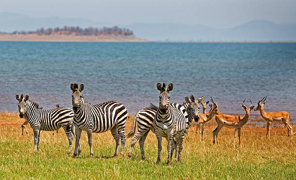 Herd of Zebra and Impala next to Lake Kariba stock photo