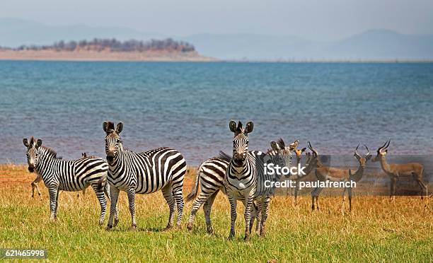 Herd Of Zebra And Impala Next To Lake Kariba Stock Photo - Download Image Now - Lake Kariba, Zimbabwe, Safari