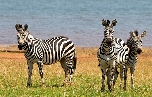 Three Burchells Zebra stand on the lush plains in Bumi with Lake Kariba in the background in Zimbabwe