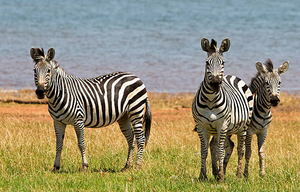 Three Zebras looking ahead lake Kariba in background stock photo