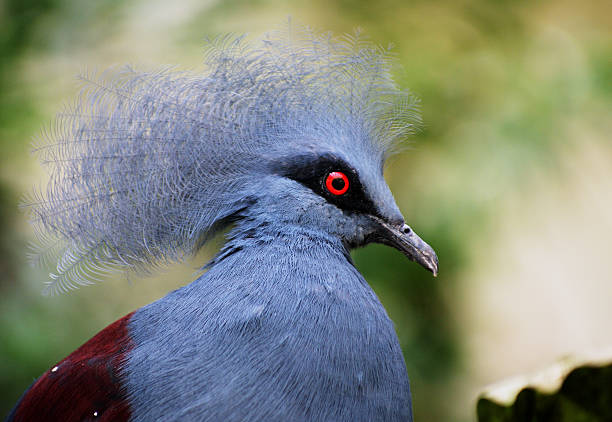 istock Victoria crowned pigeon 621466162