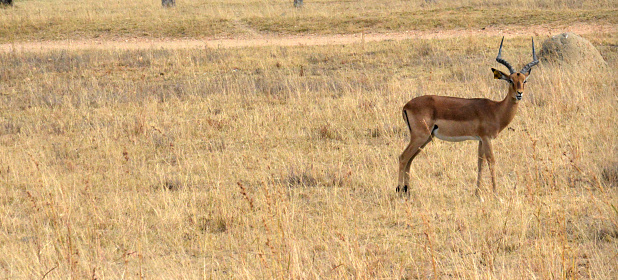 Impala antelope walking on the grass landscape