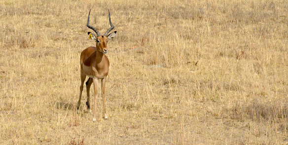 Impala antelope walking on the grass landscape