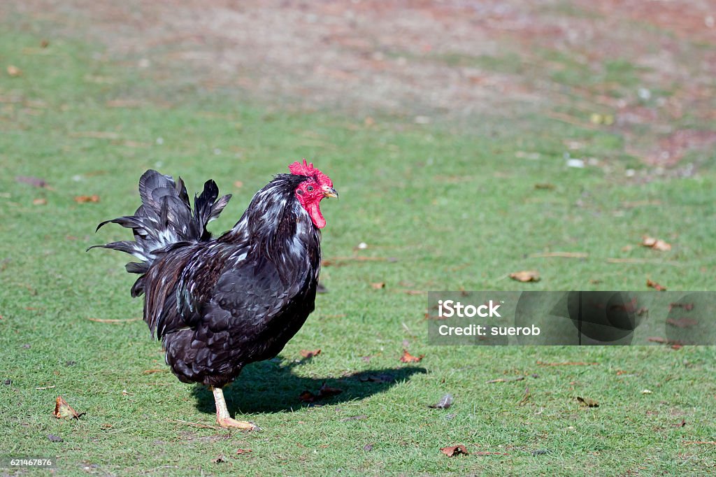 Cockrel Bird Cockerel With Black And White Plumage Stock Photo - Download Image Now ...
