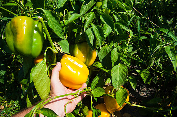 pimiento campana campo - pepper bell pepper growth ripe fotografías e imágenes de stock