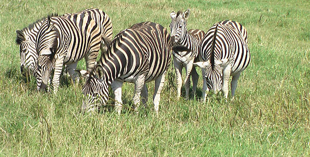 istock Zebra in South Africa 621468830