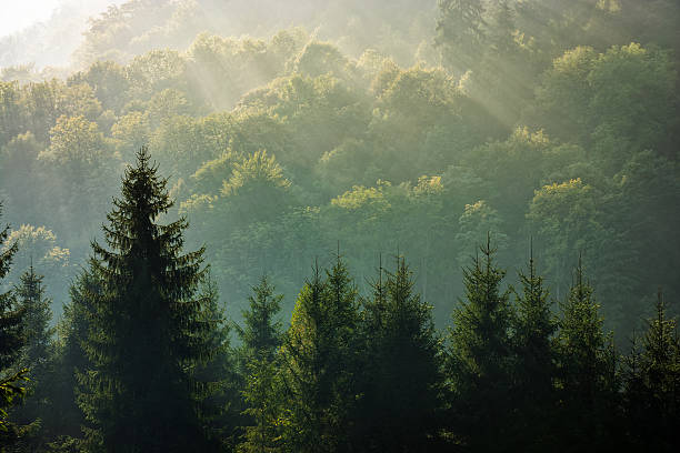 istock spruce forest on foggy sunrise in mountains 621469294