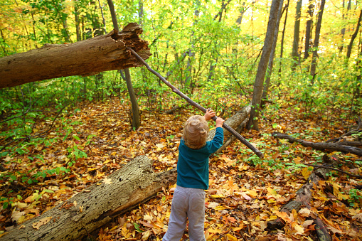 Cute little Caucasian 3-year old boy in the forest trying to reach a tree trunk with a stick. Little boy in autumn forest. Fall in Ontario. Little boy exploring nature in the woods