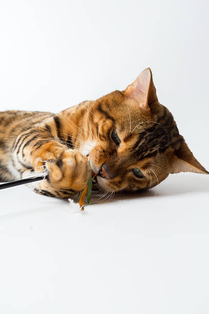 istock Young Bengal cat on a white background 621470658