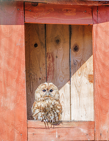 Owl sits in its red nesting box