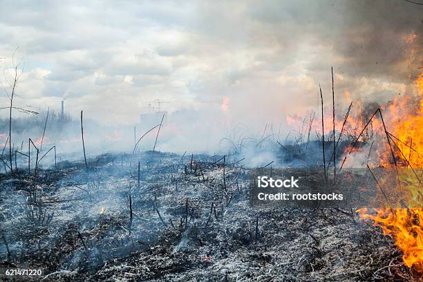 Fire In The Field Near The City Stock Photo - Download Image Now - Fire - Natural Phenomenon, Burnt, City