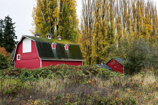 barn with red wall and black roof in autumn