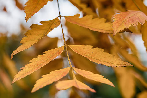 istock Shining Autumn Serbian Maple Leaves 621471990