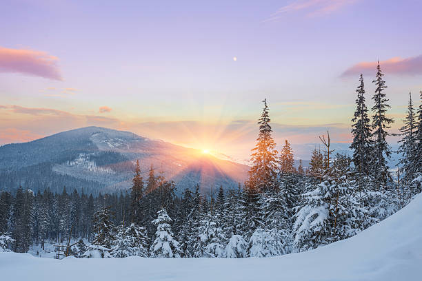 istock pine tree in winter at sunset in the mountains. 621473334