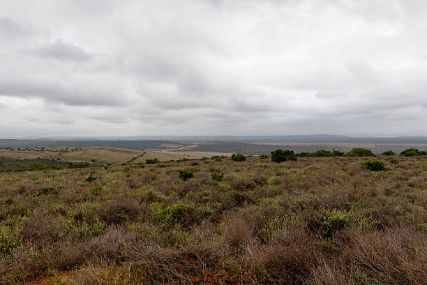 istock Overlooking the field of bushes on a cloudy day 621474110