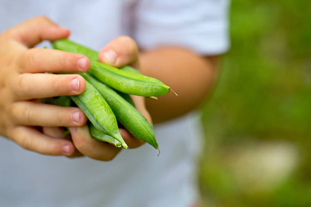 istock child hands holding pea pods 621474112