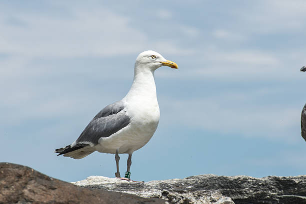 istock Seagull in New Hampshire 621474316